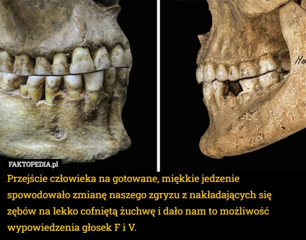 
    Przejście człowieka na gotowane, miękkie jedzenie spowodowało zmianę naszego