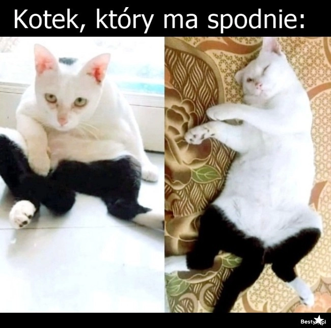 
    Kot w spodniach 