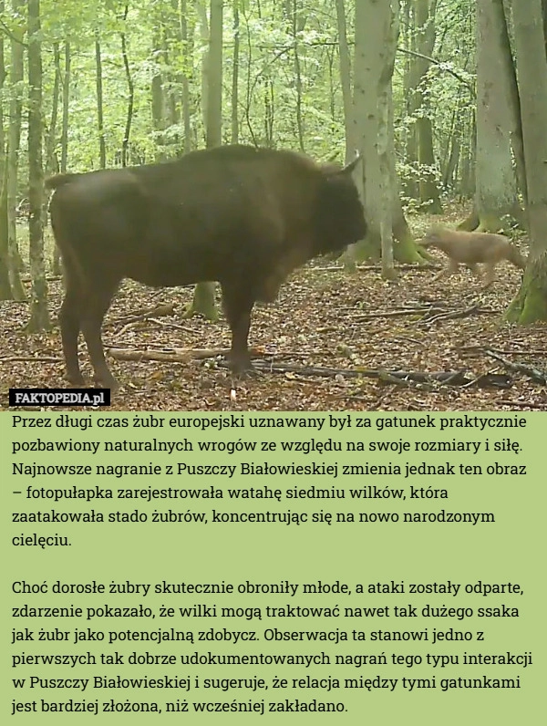 Przez długi czas żubr europejski uznawany był za gatunek praktycznie pozbawiony