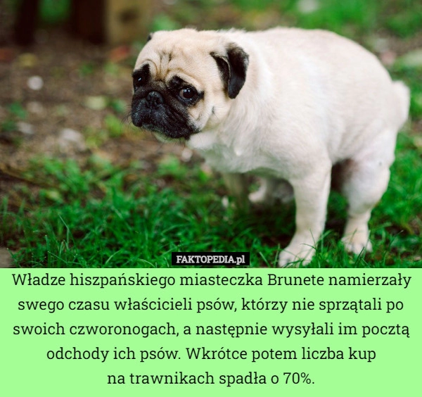 
    Władze hiszpańskiego miasteczka Brunete namierzały swego czasu właścicieli