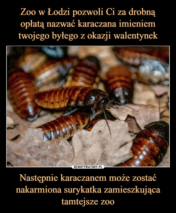 
    Zoo w Łodzi pozwoli Ci za drobną opłatą nazwać karaczana imieniem twojego byłego z okazji walentynek Następnie karaczanem może zostać nakarmiona surykatka zamieszkująca tamtejsze zoo