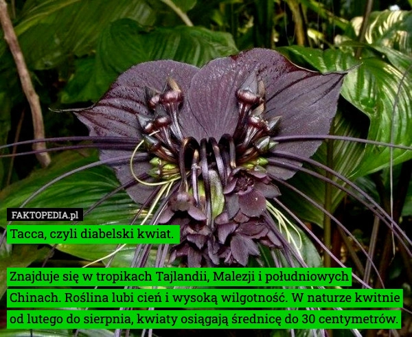 
    Tacca, czyli diabelski kwiat. 
 
Znajduje się w tropikach Tajlandii, Malezji