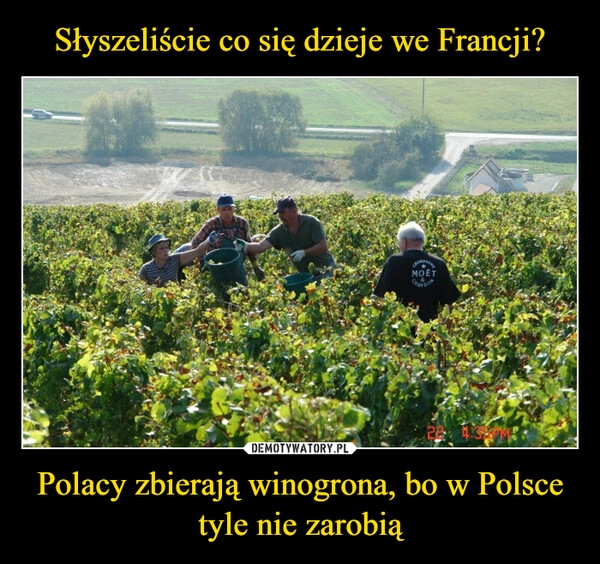 
    Słyszeliście co się dzieje we Francji? Polacy zbierają winogrona, bo w Polsce tyle nie zarobią