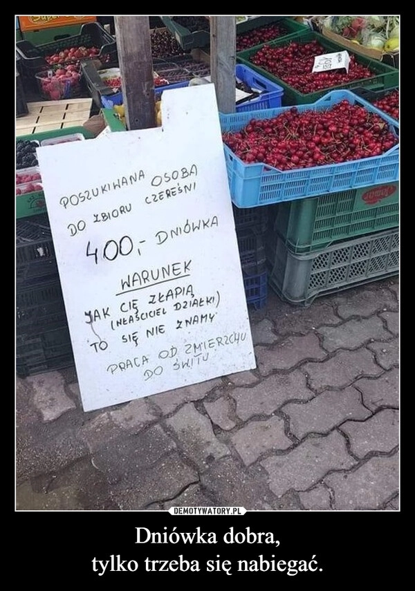 
    Dniówka dobra,
tylko trzeba się nabiegać.