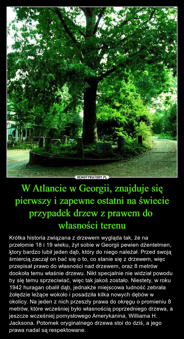 
    W Atlancie w Georgii, znajduje się pierwszy i zapewne ostatni na świecie przypadek drzew z prawem do 
własności terenu