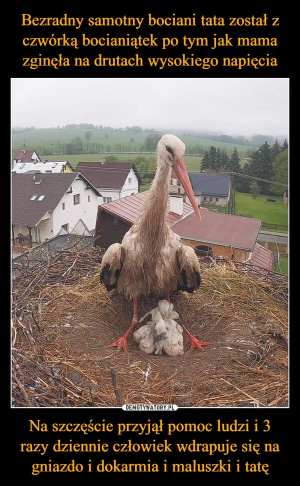 
    Bezradny samotny bociani tata został z czwórką bocianiątek po tym jak mama zginęła na drutach wysokiego napięcia Na szczęście przyjął pomoc ludzi i 3 razy dziennie człowiek wdrapuje się na gniazdo i dokarmia i maluszki i tatę