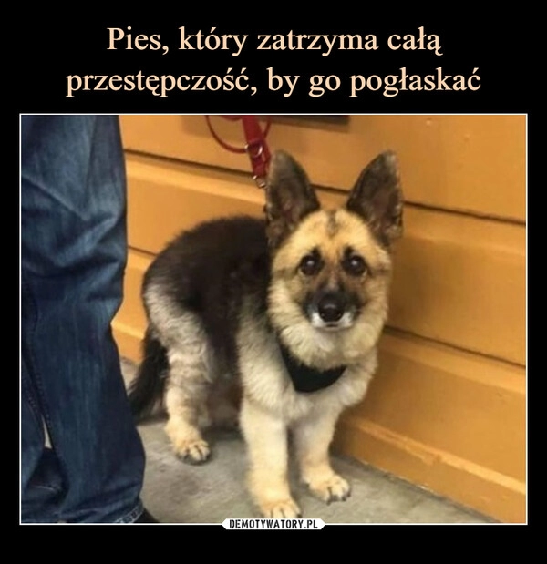 
    Pies, który zatrzyma całą przestępczość, by go pogłaskać