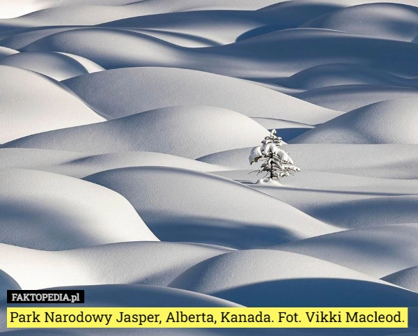 
    Park Narodowy Jasper, Alberta, Kanada. Fot. Vikki Macleod.