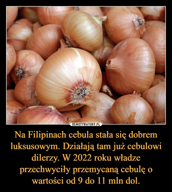 
    Na Filipinach cebula stała się dobrem luksusowym. Działają tam już cebulowi dilerzy. W 2022 roku władze przechwyciły przemycaną cebulę o wartości od 9 do 11 mln dol.