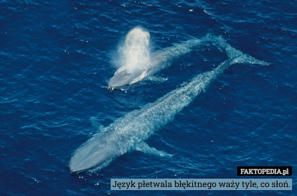 Język płetwala błękitnego waży tyle, co słoń.
