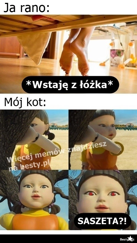 
    Poranki właścicieli kotów 