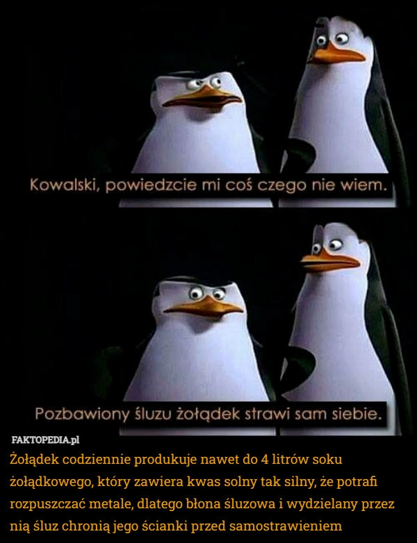 
    Żołądek codziennie produkuje nawet do 4 litrów soku żołądkowego, który zawiera