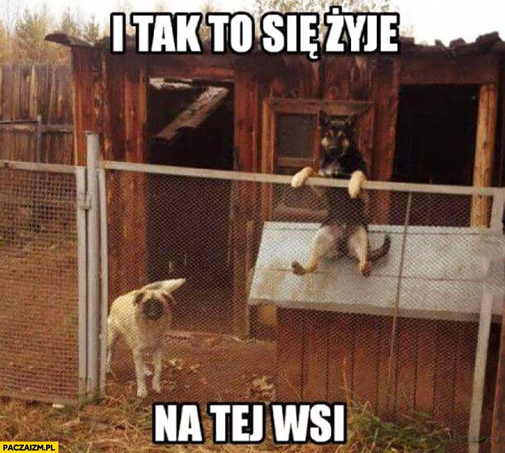 
    I tak to się żyje na tej wsi pies siedzi jak człowiek