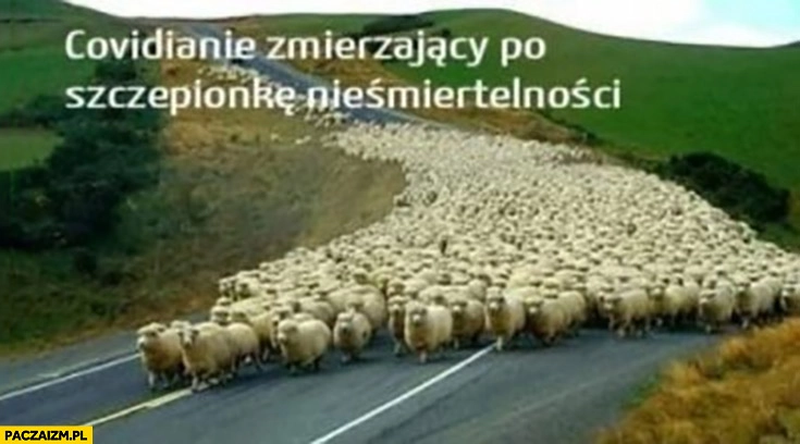 
    Owce owieczki Covidianie zmierzający po szczepionkę nieśmiertelności stado owiec