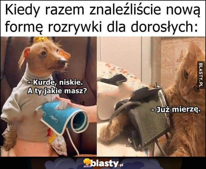 
    Kiedy razem znaleźliście nową formę rozrywki dla dorosłych mierzenie ciśnienia kot pies