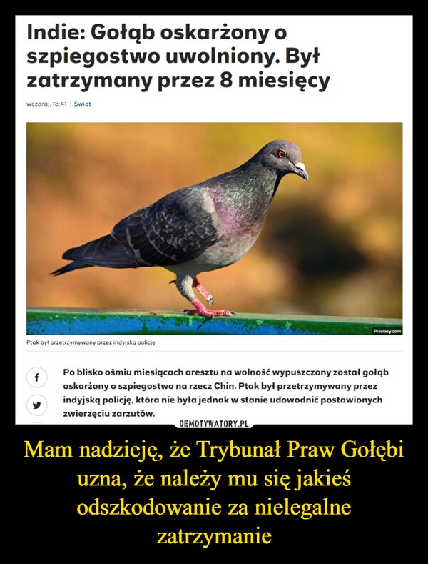 
    Mam nadzieję, że Trybunał Praw Gołębi uzna, że należy mu się jakieś odszkodowanie za nielegalne zatrzymanie