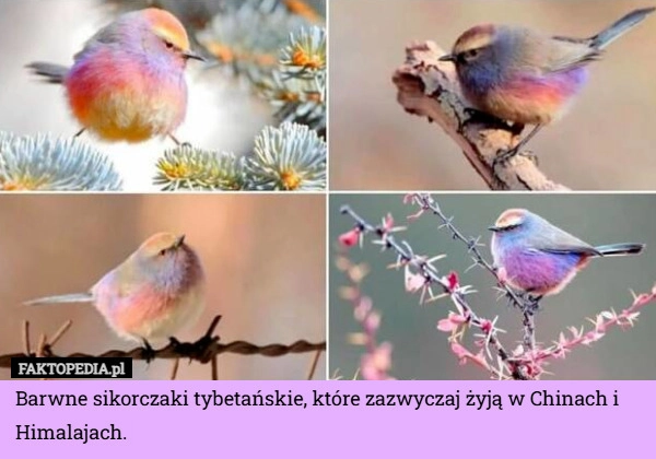 
    Barwne sikorczaki tybetańskie, które zazwyczaj żyją w Chinach i Himalajach.