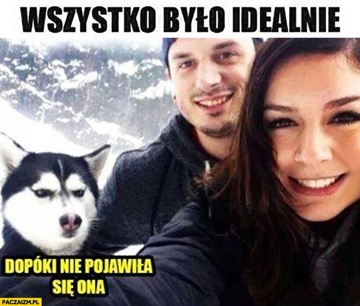 
    Wszystko było idealnie dopóki nie pojawiła się ona zazdrosny pies husky