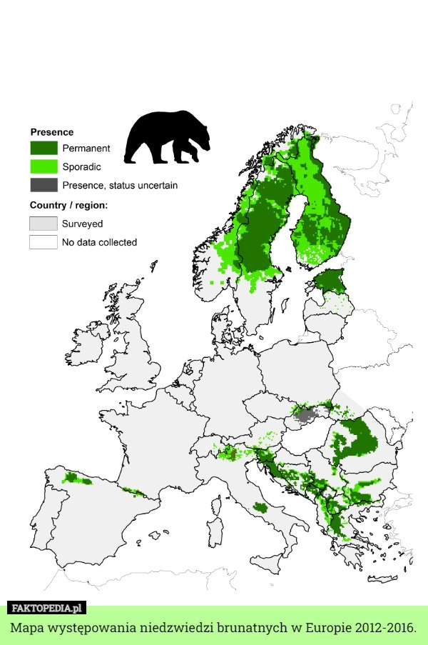 
    Mapa występowania niedzwiedzi brunatnych w Europie 2012-2016.