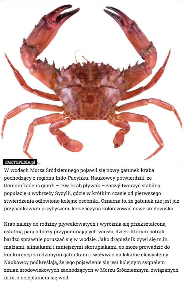 
    W wodach Morza Śródziemnego pojawił się nowy gatunek kraba pochodzący z