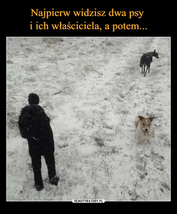 
    Najpierw widzisz dwa psy 
i ich właściciela, a potem...