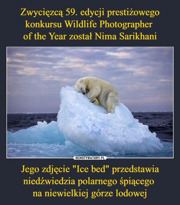 
    Zwycięzcą 59. edycji prestiżowego konkursu Wildlife Photographer 
of the Year został Nima Sarikhani Jego zdjęcie "Ice bed" przedstawia niedźwiedzia polarnego śpiącego 
na niewielkiej górze lodowej