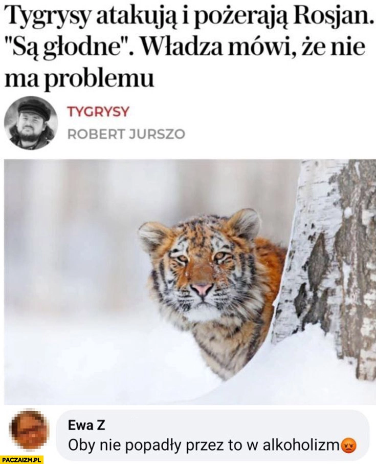 
    Tygrysy atakują i pożerają rosjan komentarz oby nie popadły przez to w alkoholizm