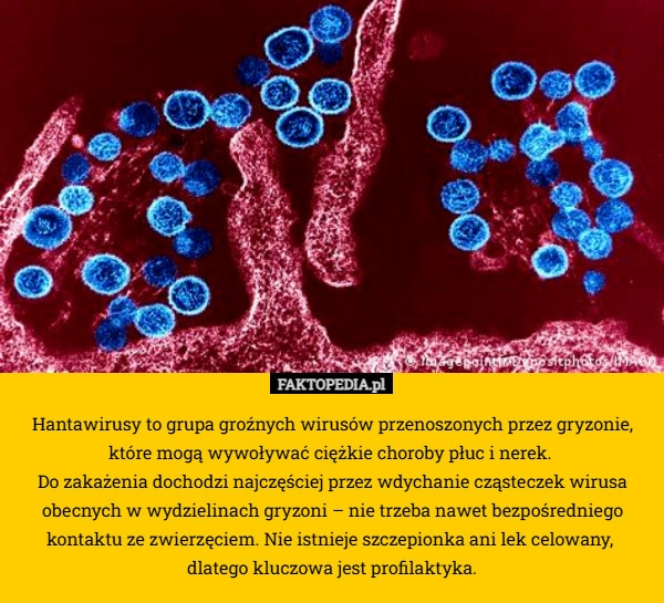
    Hantawirusy to grupa groźnych wirusów przenoszonych przez gryzonie, które