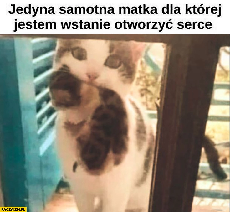 
    Jedyna samotna matka dla której jestem w stanie otworzyć serce kot kotek kicia