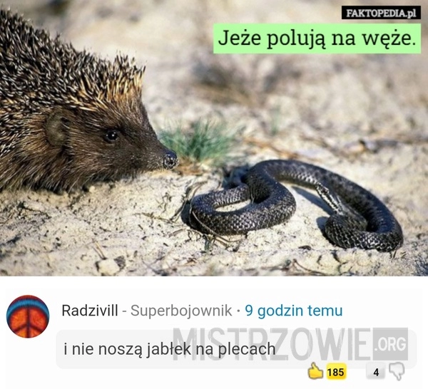 
    Jeż