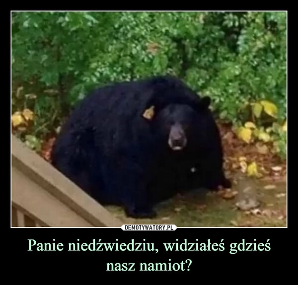 
    Panie niedźwiedziu, widziałeś gdzieś nasz namiot?