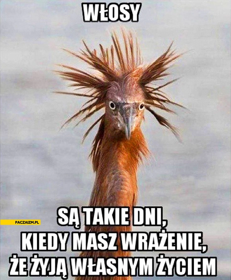 
    Włosy są takie dni kiedy masz wrażenie że żyją własnym życiem