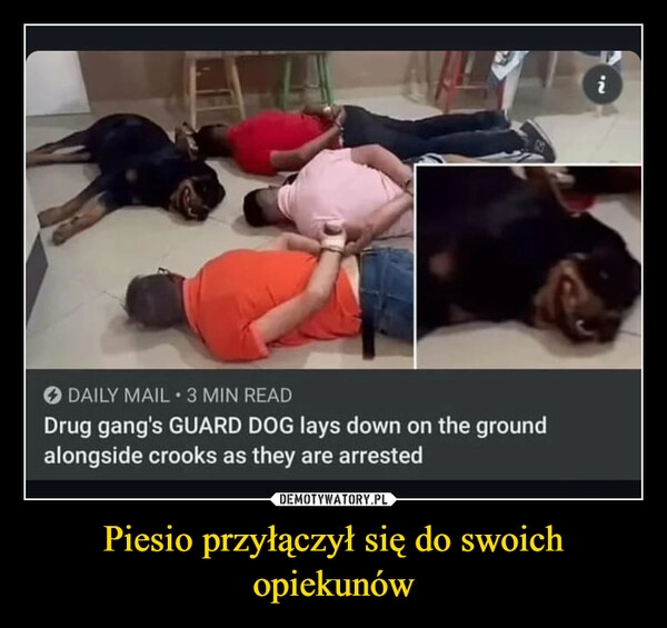 
    Piesio przyłączył się do swoich opiekunów