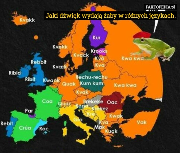 
    Jaki dźwięk wydają żaby w różnych językach.