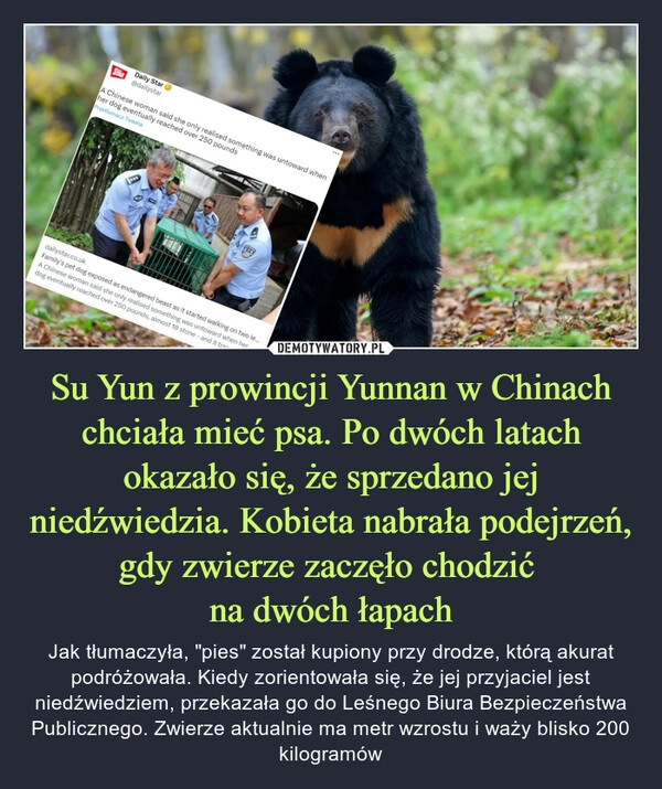 
    Su Yun z prowincji Yunnan w Chinach chciała mieć psa. Po dwóch latach okazało się, że sprzedano jej niedźwiedzia. Kobieta nabrała podejrzeń, gdy zwierze zaczęło chodzić 
na dwóch łapach