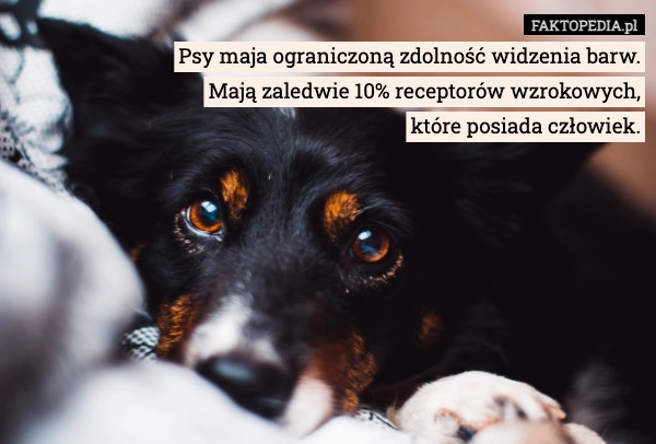 
    Psy maja ograniczoną zdolność widzenia barw.
Mają zaledwie 10% receptorów