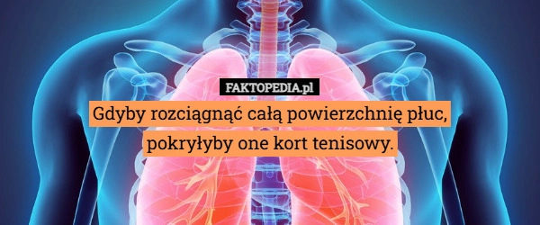 
    Gdyby rozciągnąć całą powierzchnię płuc,
pokryłyby one kort tenisowy.