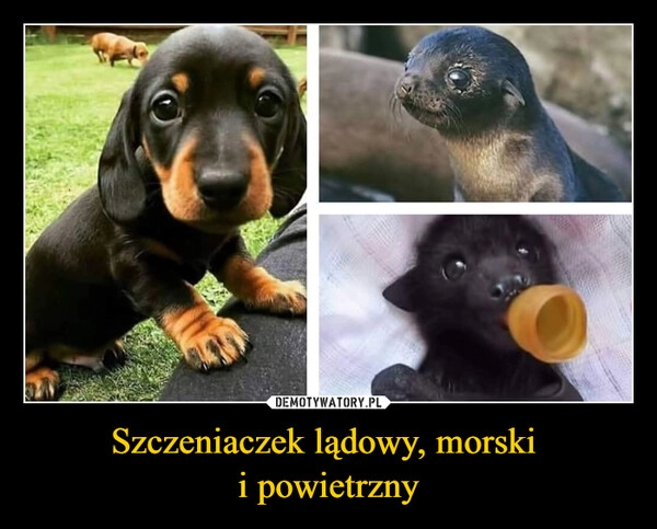 
    
Szczeniaczek lądowy, morski
i powietrzny 