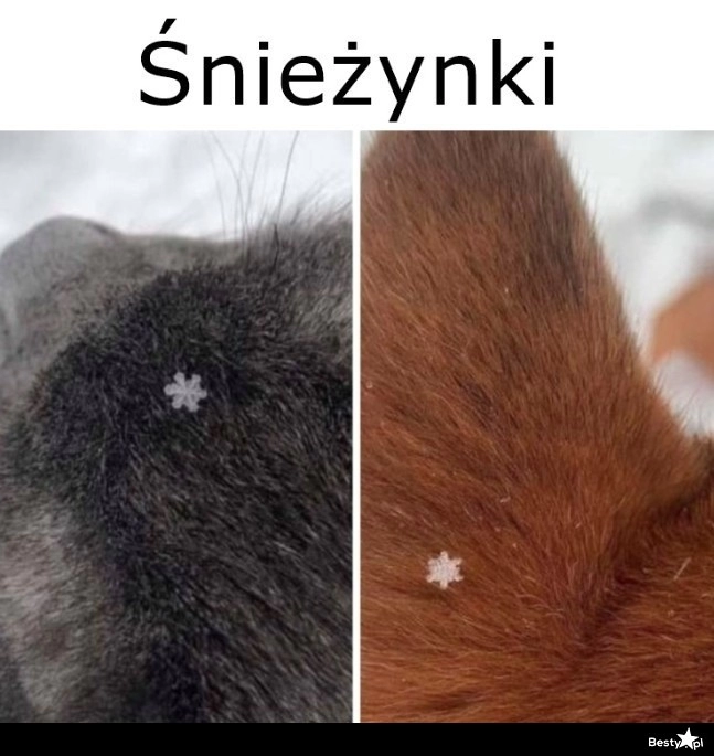 
    Śnieżynki 