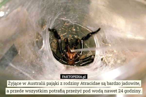 
    Żyjące w Australii pająki z rodziny Atracidae są bardzo jadowite,
a przede