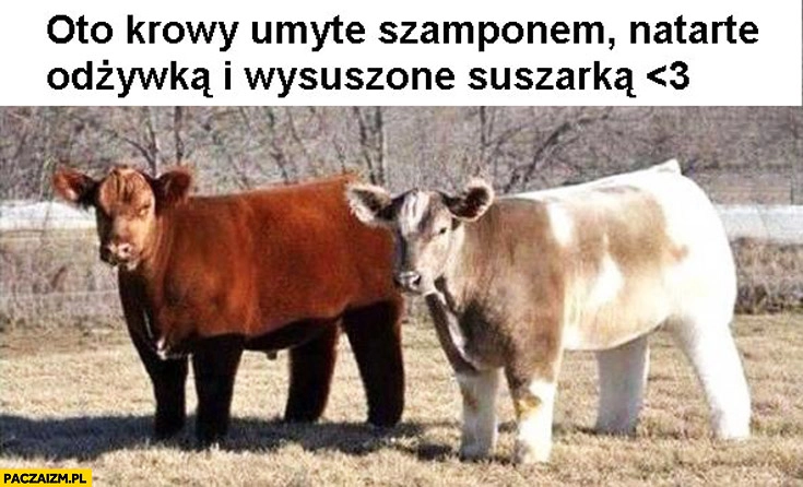 
    Oto krowy umyte szamponem, natarte odżywką i wysuszone suszarką