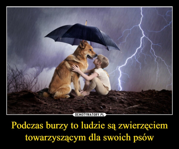 
    Podczas burzy to ludzie są zwierzęciem towarzyszącym dla swoich psów