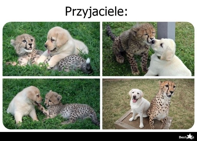 
    Międzygatunkowa przyjaźń 