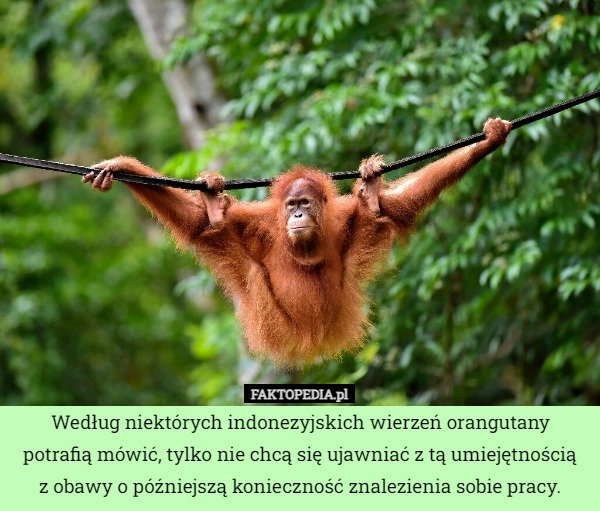 
    Według niektórych indonezyjskich wierzeń orangutany potrafią mówić, tylko