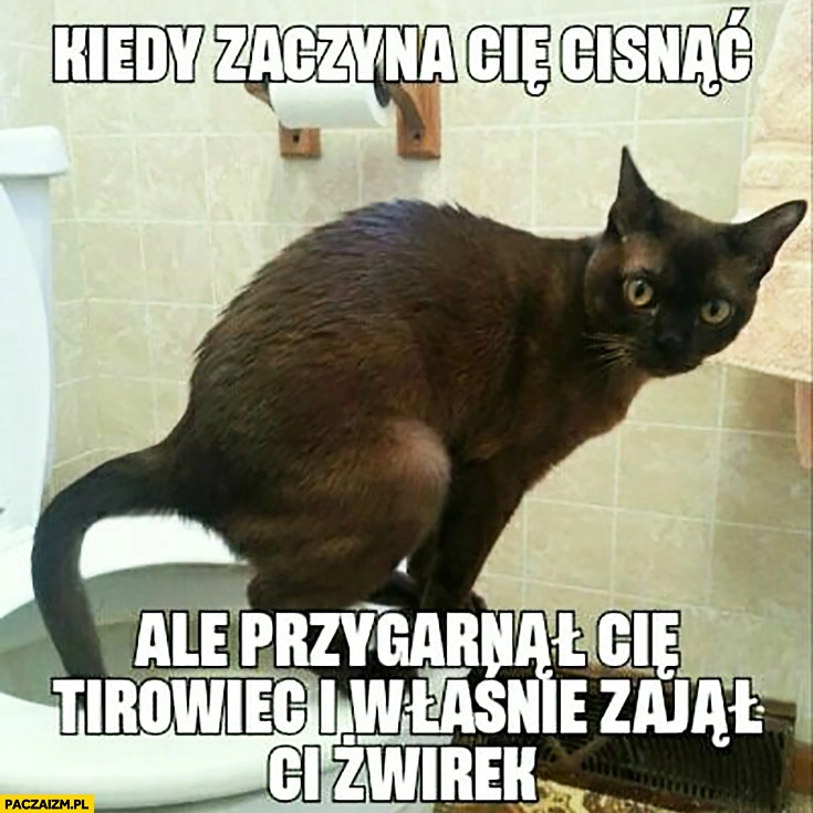 
    Kot na kiblu kiedy zaczyna Cię cisnąć ale przygarnął Cię tirowiec i właśnie zajął Ci żwirek
