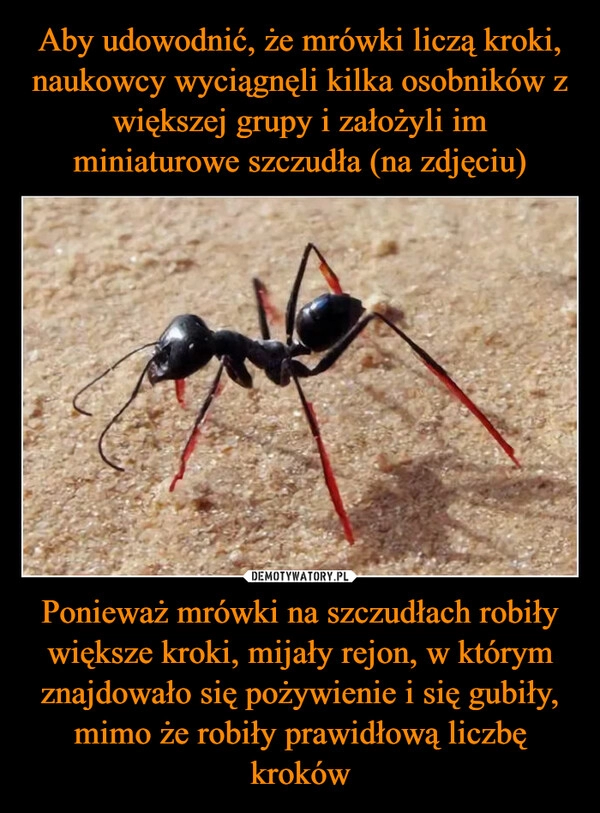 
    Aby udowodnić, że mrówki liczą kroki, naukowcy wyciągnęli kilka osobników z większej grupy i założyli im miniaturowe szczudła (na zdjęciu) Ponieważ mrówki na szczudłach robiły większe kroki, mijały rejon, w którym znajdowało się pożywienie i się gubiły, mimo że robiły prawidłową liczbę kroków