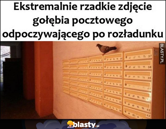 
    Ekstremalnie rzadkie zdjęcie gołębia pocztowego odpowyczającego po rozładunku listów