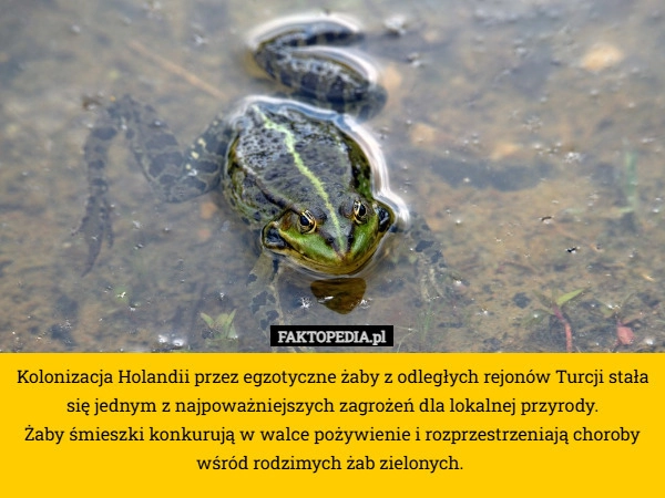 
    Kolonizacja Holandii przez egzotyczne żaby z odległych rejonów Turcji stała