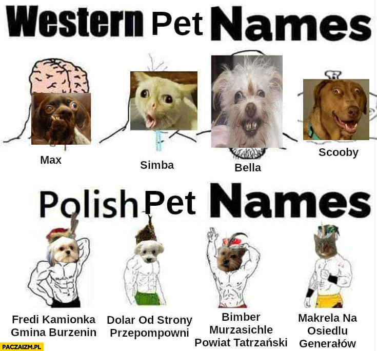 
    Zachodnie imiona zwierząt vs polskie Fredi Kamionka, Dolar od strony przepompowni, Bimber Murzasichle, Makrela na osiedlu generałów