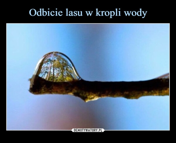 
    Odbicie lasu w kropli wody